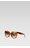 Ochelari de soare femei Gino Rossi AGG-A-605-MX-07 MARO ÎNCHIS