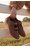 Кросівки Beverly Hills Polo Club CEO-6E1148-2 КОРИЧНЕВИЙ
